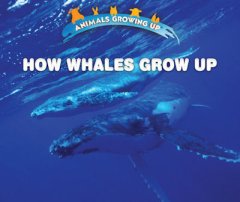How Whales Grow Up (19)