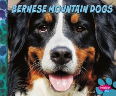 Bernese Mountain Dogs (16)