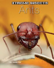 Ants (15)