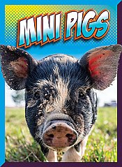 Mini Pigs (26)