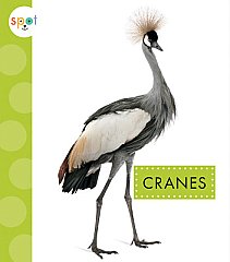 Cranes (23)