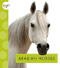 Arabian Horses (23)
