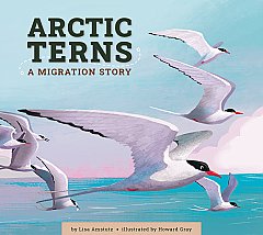 Arctic Terns (26)