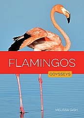 Flamingos (26)