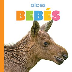 Alces bebés (26)