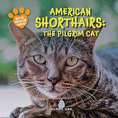 American Shorthairs: The Pilgrim Cat (26)