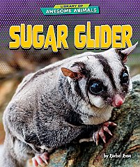 Sugar Glider (26)