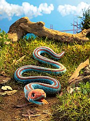 San Francisco Garter Snake (24)
