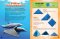 Make Origami Amphibians (18)