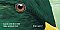 Eye Guess: A Forest Animal Guessing Game (24)