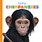 Baby Chimpanzees (25)